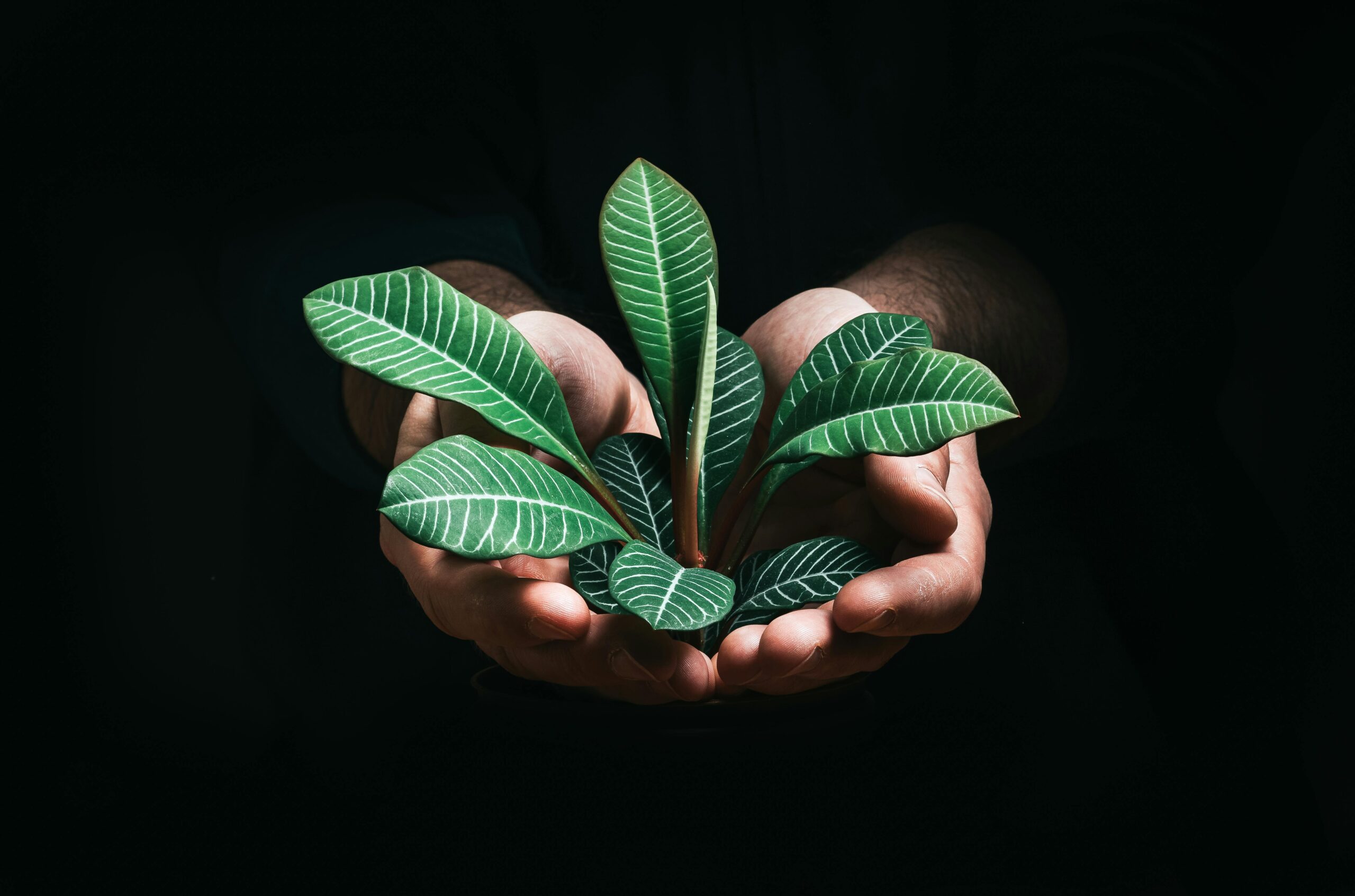 Close-up of hands gently holding a tropical plant with lush green leaves on a dark background.